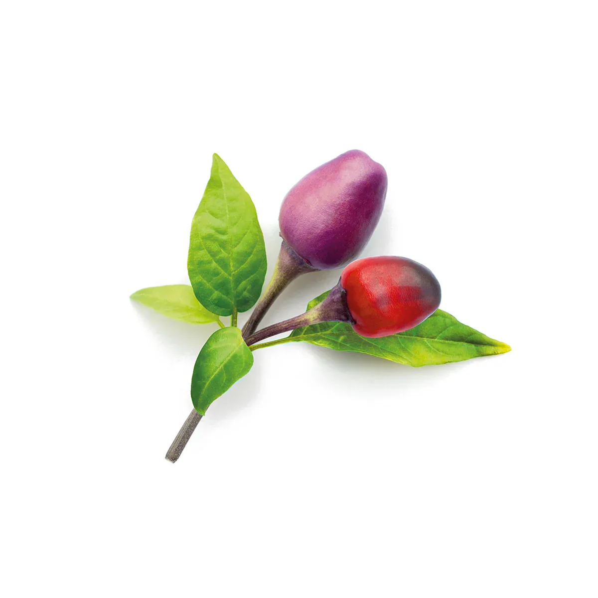 Capsule Click & Grow cu seminte si substrat de ardei iute violet 3buc