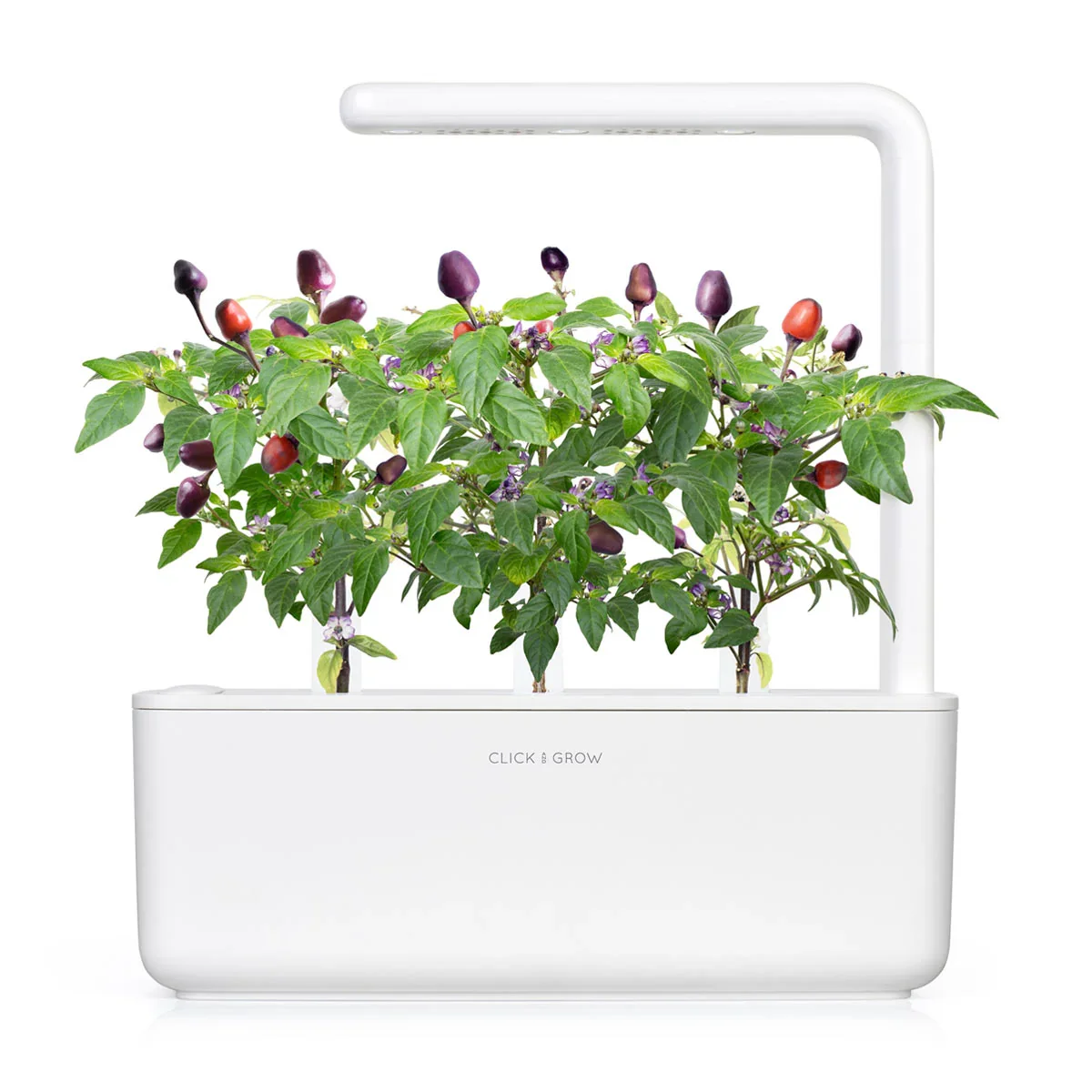Capsule Click & Grow cu seminte si substrat de ardei iute violet 3buc - Image 3