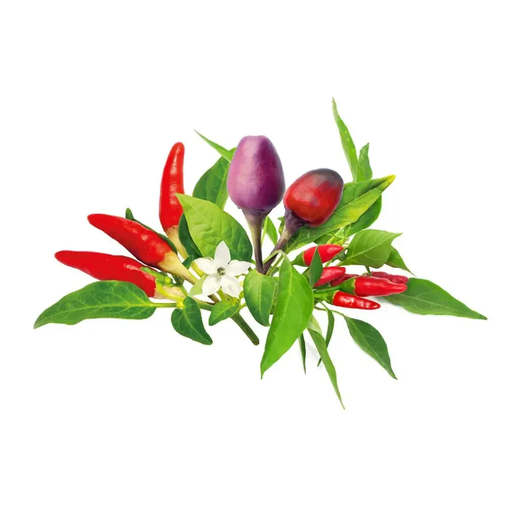 Capsule Click & Grow cu seminte si substrat de ardei iuti 9buc