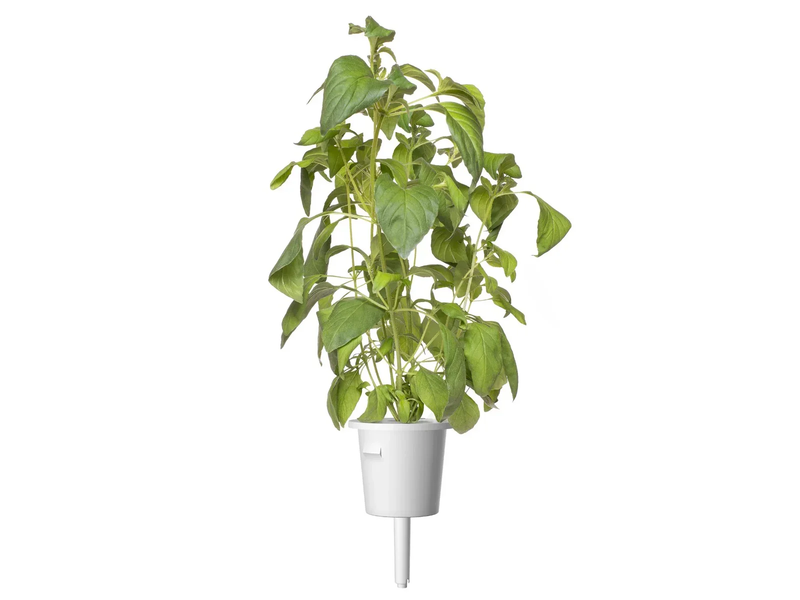 Capsule Click & Grow cu seminte si substrat de busuioc lime 3buc