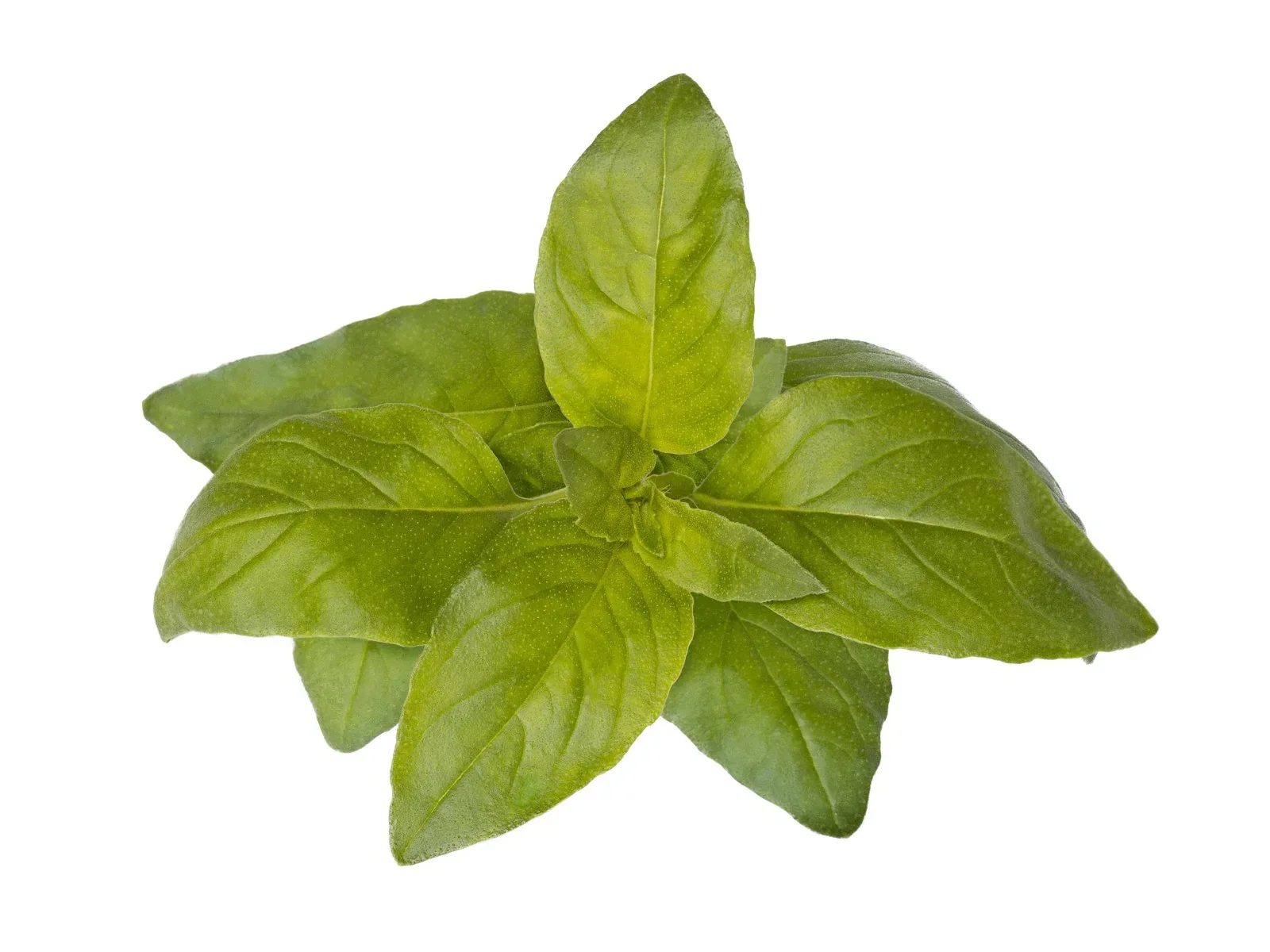 Capsule Click & Grow cu seminte si substrat de busuioc lime 3buc - Image 2
