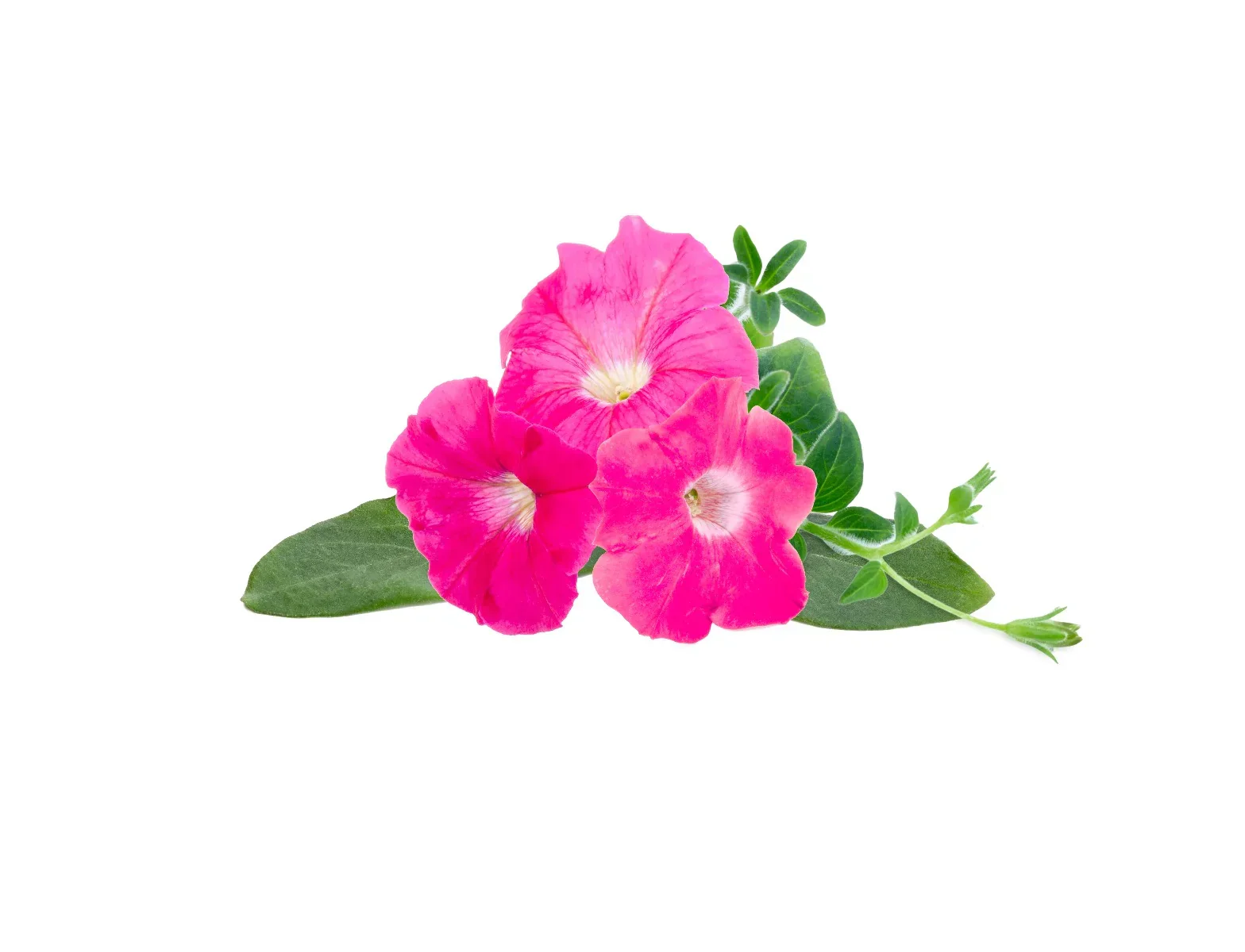 Capsule Click & Grow cu seminte si substrat de Petunia roz 3buc