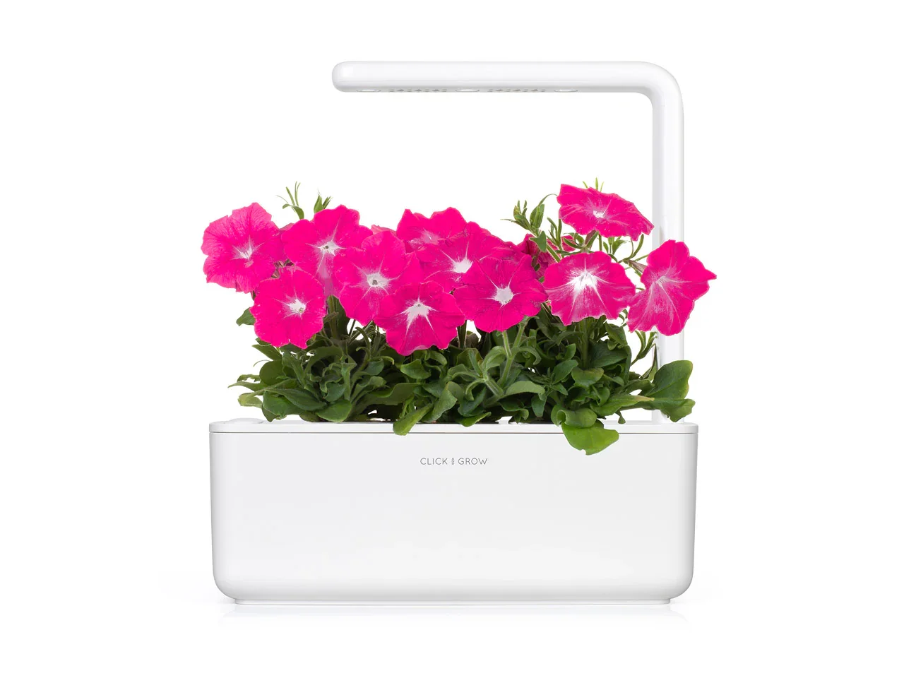 Capsule Click & Grow cu seminte si substrat de Petunia roz 3buc - Image 3