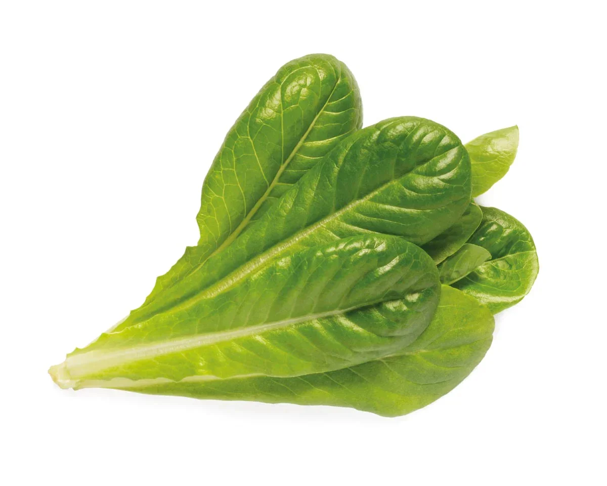 Capsule Click & Grow cu seminte si substrat de salata verde 3buc