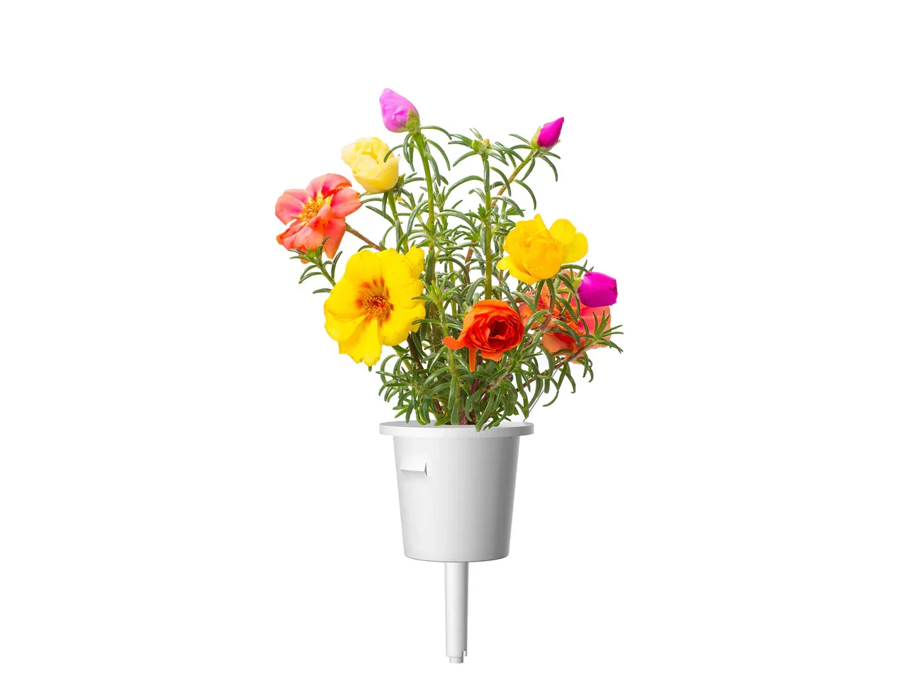 Capsule Click & Grow cu seminte si substrat de trandafir de muschi 3buc - Image 3